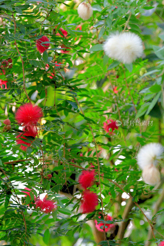 红粉扑/白花白花